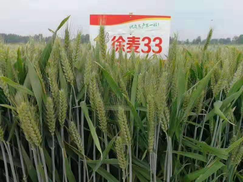 图库恢复正常v